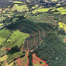 Aerial view of a large cultivated field with long rows of coffee plant crops, surrounded by green pasture, forest, and winding dirt roads.