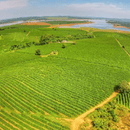 Aerial view of a lush green agricultural landscape with neatly arranged crop rows, dirt paths, and a river or wetland in the distance under a blue sky.
