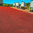A large field of red coffee cherries spread across the ground under a blue sky, with several tall metal silos or tanks visible in the background.