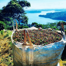 A large open-top bulk bag filled with coffee cherries, photographed outdoors on a hillside in Brazil.