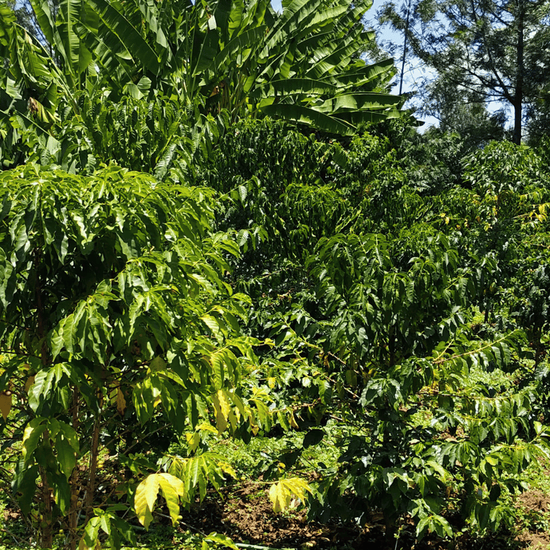 KENYA KERICHO AA