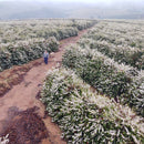 Person walking through a coffee farm in Brazil with coffee plants in bloom.