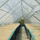A coffee farmer in Costa Rica laying out beans to dry