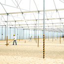 Farmers raking coffee beans inside a large warehouse.