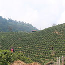 HONDURAS EL CEDRAL REGIONAL