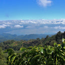 HONDURAS EL CEDRAL REGIONAL