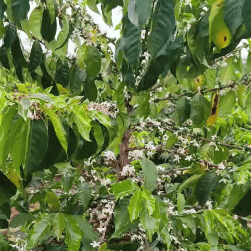 KENYA KERICHO AA