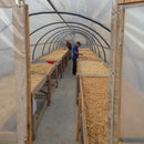 Farmers drying out coffee beans in Honduras