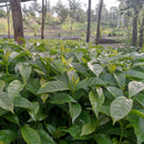 KERICHO AB (8066197356791)