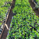 KERICHO AA (8066195816695)