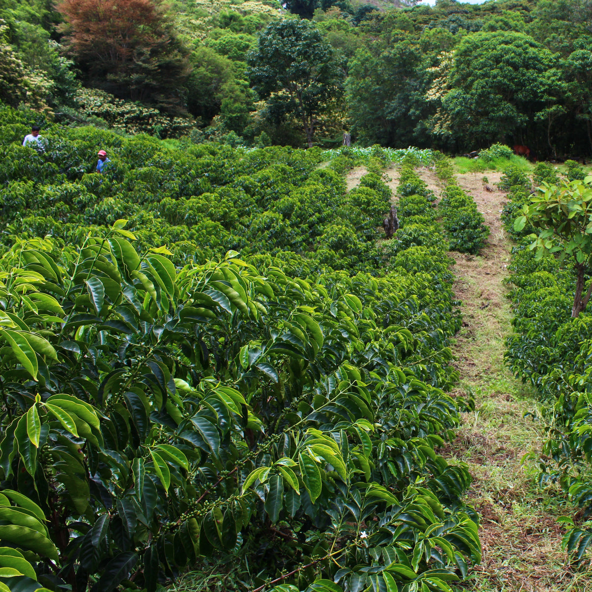 トップス cash & barbaMongolianCashmere Monkey Oasis Coffee - Bold Dark Roast for Cold Press