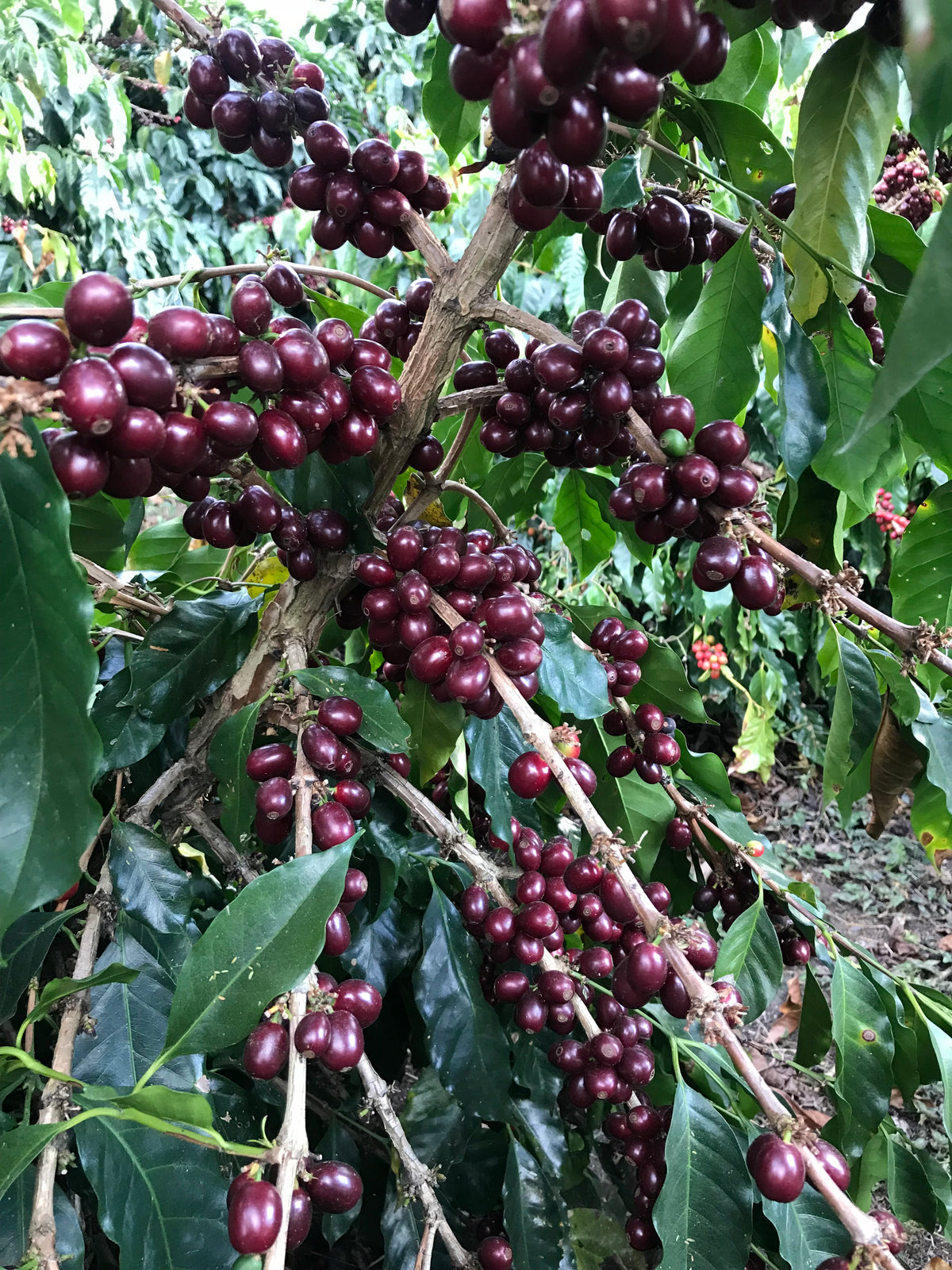 HONDURAS SAN MARCOS SHG EP