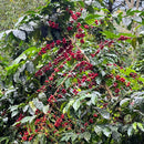 HONDURAS FINCA BETHEL 10 69KG Bag (8363720081655)