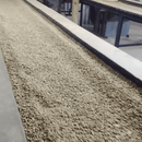 A close-up view of loose, green coffee beans moving along a conveyor belt in Peru.