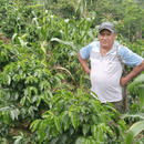 A man wearing a light blue and white polo shirt, olive green pants, and a dark gray baseball cap with 'PERU' on the front, standing in a lush green agricultural field with coffee plants and cornstalks.