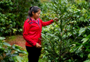 NICARAGUA SHG EP ORGANIC POPOYO (9687466148087)