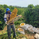 BRAZIL NY2 17/18 FINE CUP FLORADA 6 - 60 KG BAGS