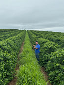 BRAZIL NY2 17/18 FINE CUP FLORADA 6 - 60 KG BAGS