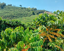 Coffee farm with green leaves and orange coffee berries under a clear blue sky in the South of Minas Gerais region