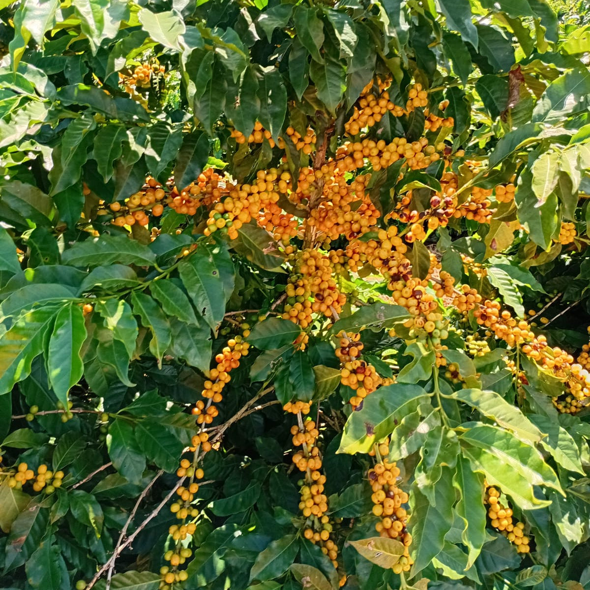 Beansページ　qm Brazil Green Coffee Beans - Coopama MTGB Sc 14/16 | Copan Trade