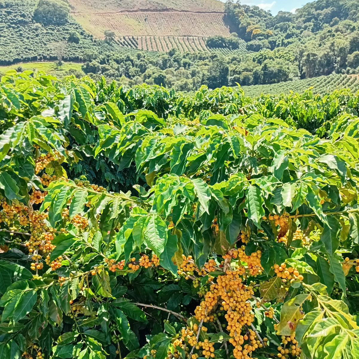 Brazil Sítio Serra da Conceição Green Coffee NY2 17/18 | Copan