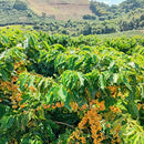 Coffee plant with ripe berries in a coffee farm in Brazil
