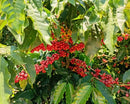 Coffee berries on a coffee plant with green leaves in Brazil