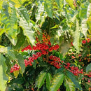 Coffee berries on a coffee plant with green leaves in South of Minas Gerais