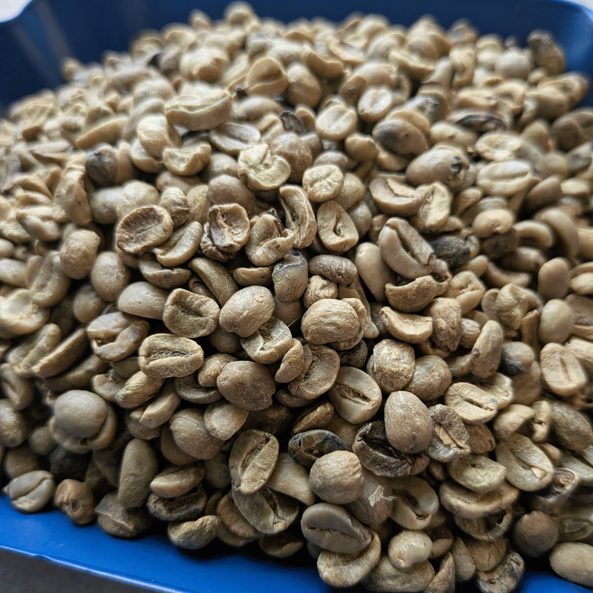 小麦 Honduras Del Campo Green Coffee Beans | Copan Trade | COPANTRADE