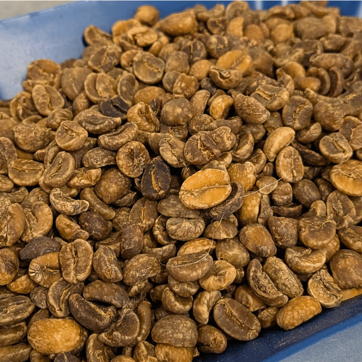 Mexico HG MWP Decaf Green Coffee Beans | COPAN TRADE | COPANTRADE