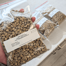 Samples of Mexico Robusta green coffee beans in clear plastic bag, with additional samples laying on the counter. 